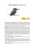 MARTIN PESCATORE (Alcedo atthis)