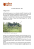 UVIP (Unyolo Village Project) - Kenya Il