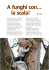 A funghi con… - Proloco Budoia