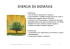 ENERGIA DA BIOMASSE