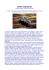 sport equestri - MEDICINA SPORT On-Line