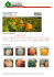 Zucca invernale maxima