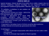 HERPES SIMPLEX Agente etiologico: Herpes Simplex Virus (HSV
