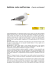 Gabbiano reale mediterraneo (Larus cachinnans)