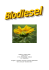Biodiesel