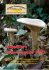 Spigolature Ecomicologiche 2015