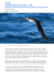uccelli calonectris diomedea (Scopoli , 1769) regno animale fam