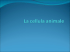 Le Scienze in laboratorio scuola media