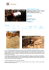 1346_adour2_it