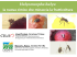 Halyomorpha halys -