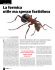 01.03.2010 Rivista TUTTOCASA: La formica