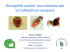 Origine e diffusione - regione campania