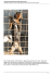 DobyII derivato doberman di taglia medio piccola