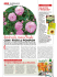 2014.01 gente - Rose Rifiorentissime