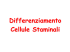 Differenziamento Cellule Staminali