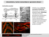 Lezione 6 File - e-Learning