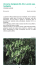Valori e rarità della flora ligure