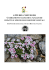 Leggi tutto... - Primula palinuri