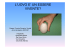 l`uovo e` un essere vivente? - Istituto Comprensivo Spinea 1