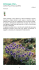 Valori e rarità della flora ligure