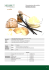 Crema - Milbrut